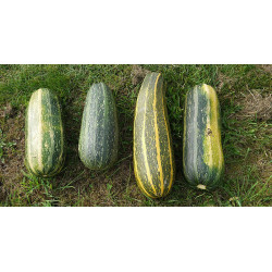 Marrows