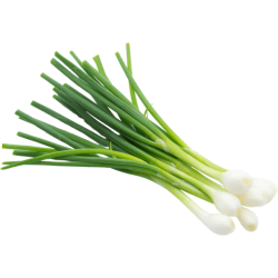 Fresh Spring Onions