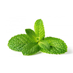 Fresh Mint Leaves