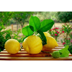 Lemons Turkey