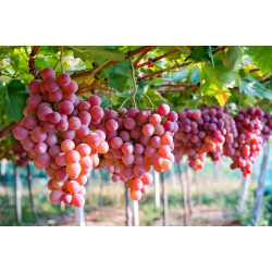 Grapes Red