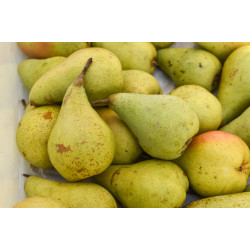 Pears