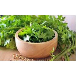 Fresh Coriander Leaves