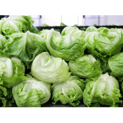 Lettuce Iceberg