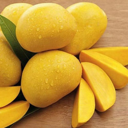 Mangoes Vietnam