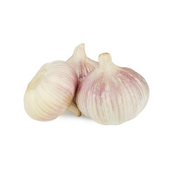 Garlic India