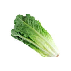 Lettuce Romaine