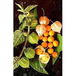 Physalis