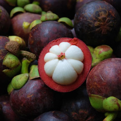 Mangosteen